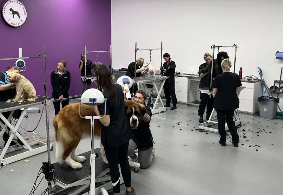 Dog Grooming Courses Wigan Anrich Grooming School for dogs